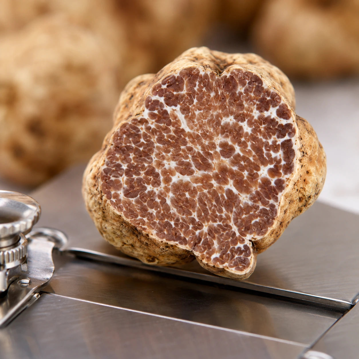 Bianchetto-tryffeli – Tuber borchii